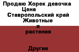 Продаю Хорек девочка › Цена ­ 4 000 - Ставропольский край Животные и растения » Другие животные   . Ставропольский край